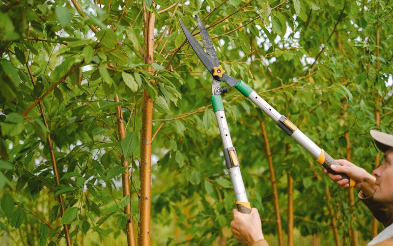 Tree trimming in Fingal, ND